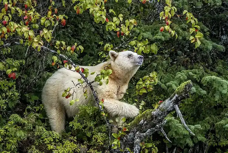 Paul Nicklen Spirit Bear
